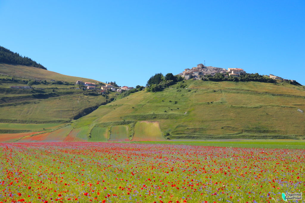 La fioritura di Castelluccio di Norcia