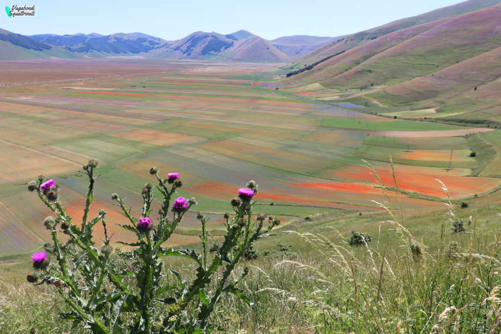 La fioritura di Castelluccio di Norcia