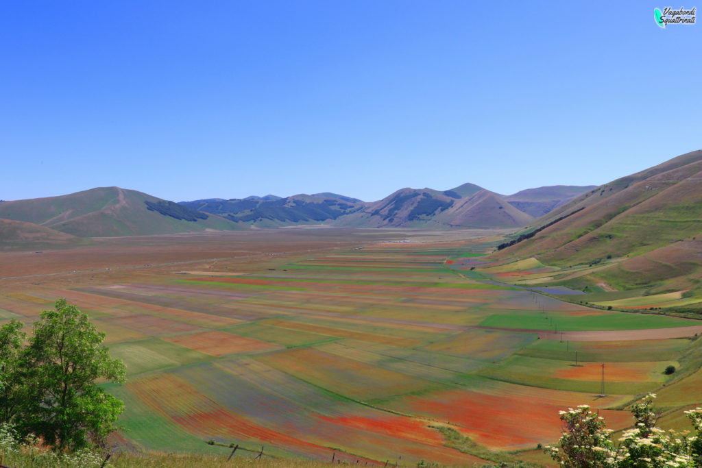 La fioritura di Castelluccio di Norcia