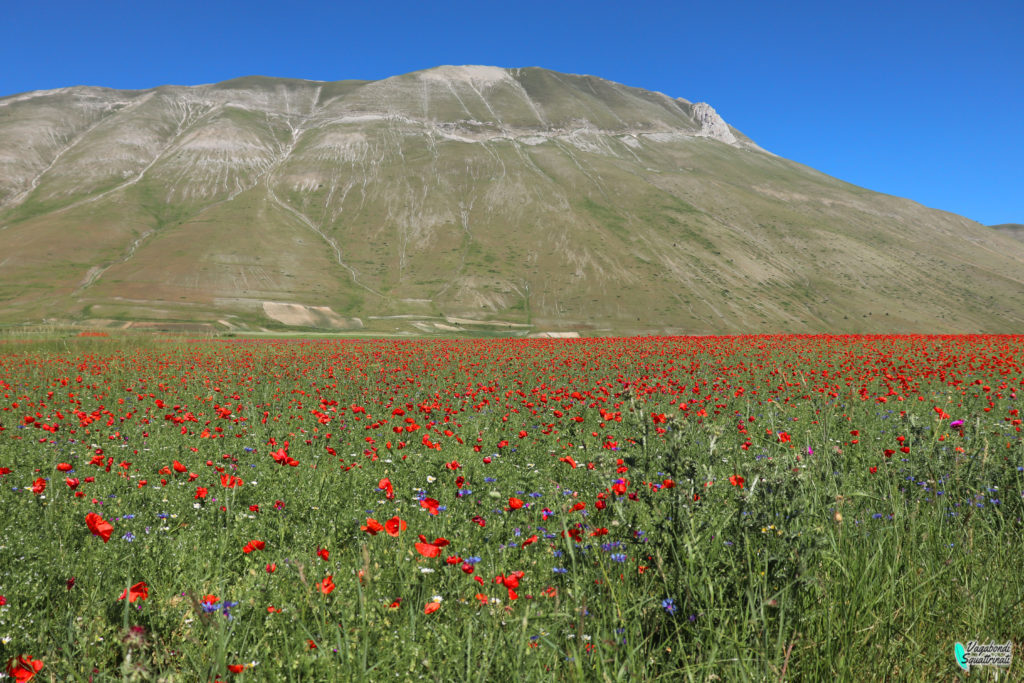 La fioritura di Castelluccio di Norcia