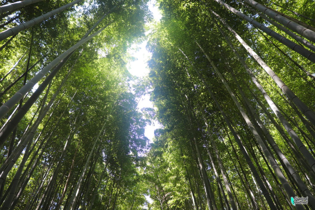foresta di bambù arashiyama