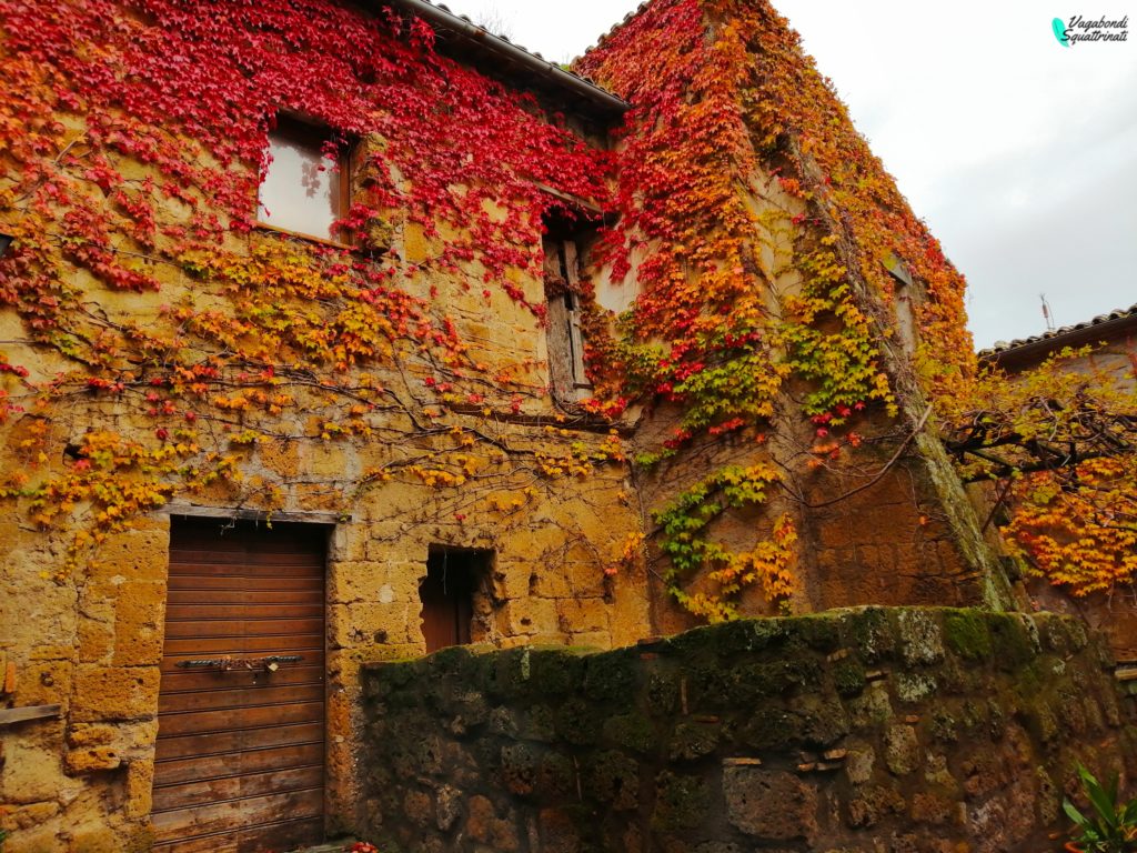 edera rossa civita