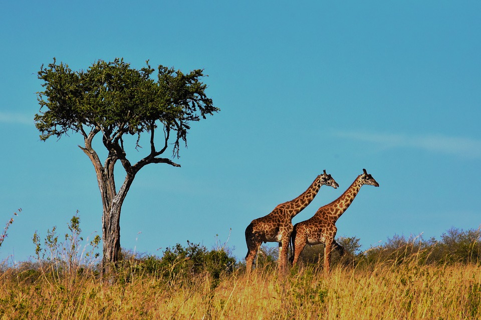 Concorso per vincere viaggio in Tanzania con safari