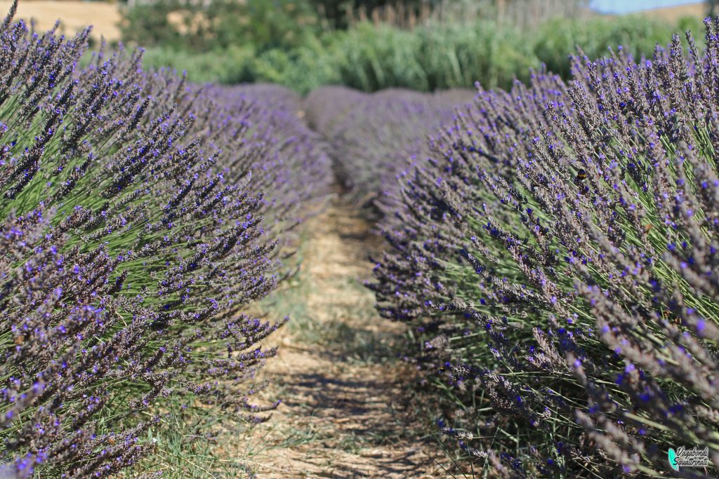 Campi di lavanda in Toscana santa luce 