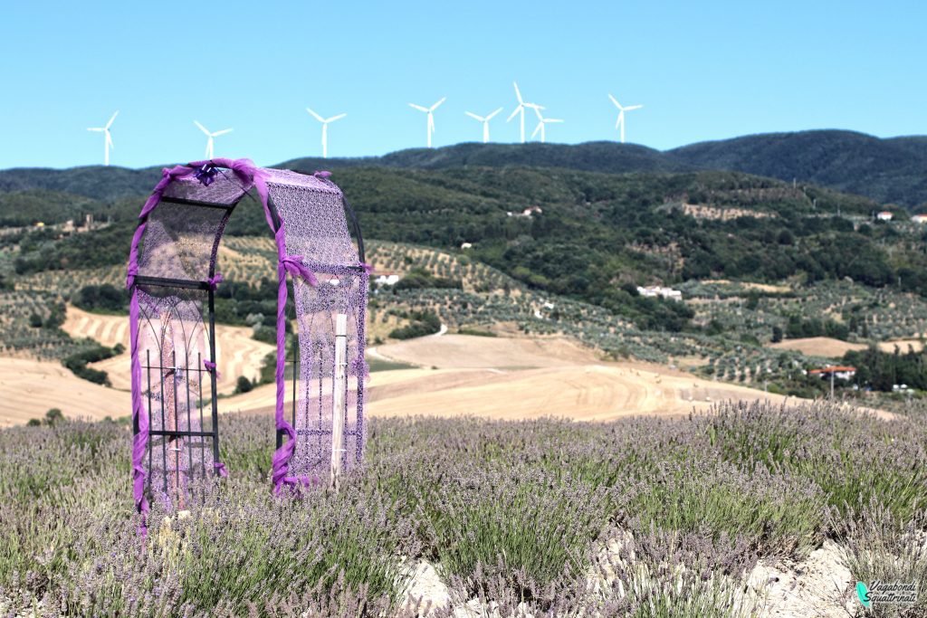 Campi di lavanda in Toscana