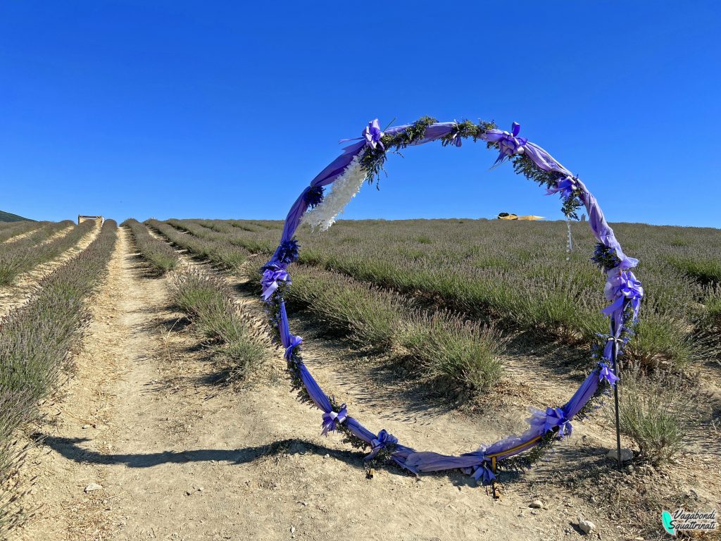 Campi di lavanda in Toscana